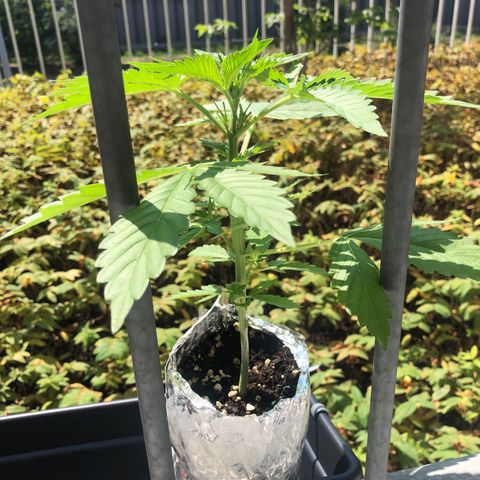 Automatic Jack growlog timeline photo
