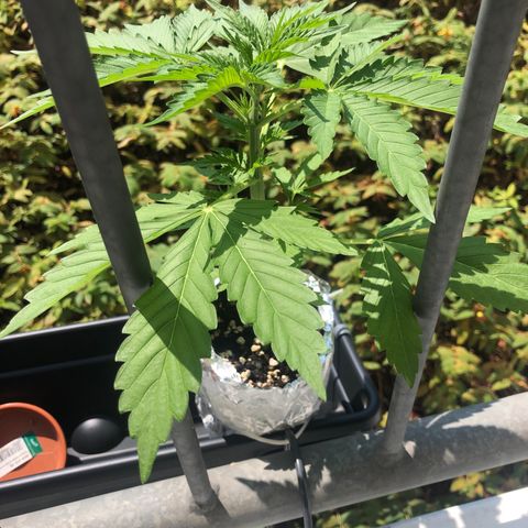 Automatic Jack growlog timeline photo