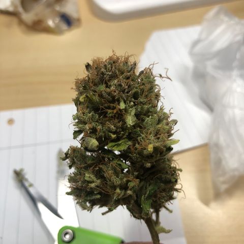 Automatic Jack growlog timeline photo