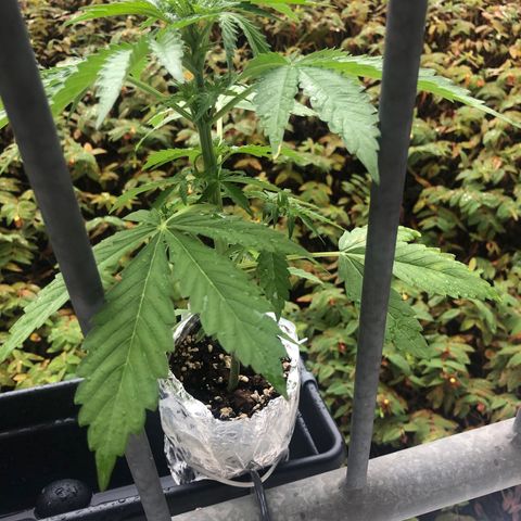 Automatic Jack growlog timeline photo