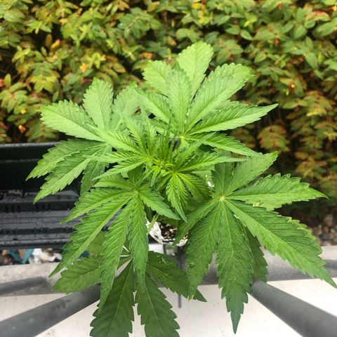 Automatic Jack growlog timeline photo