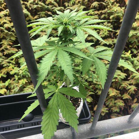 Automatic Jack growlog timeline photo
