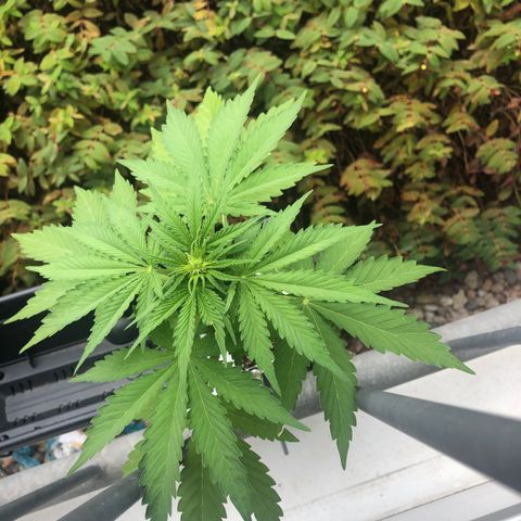 Automatic Jack growlog timeline photo