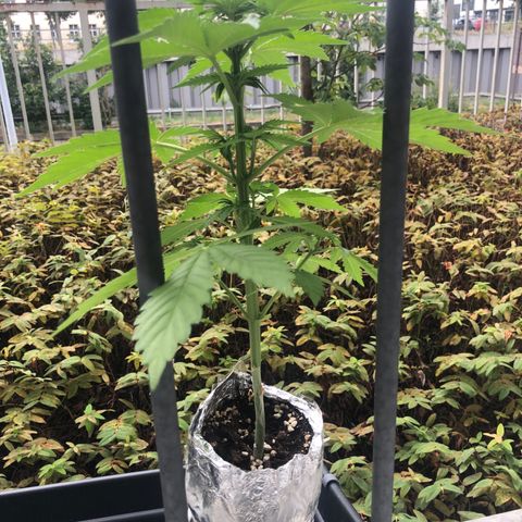 Automatic Jack growlog timeline photo