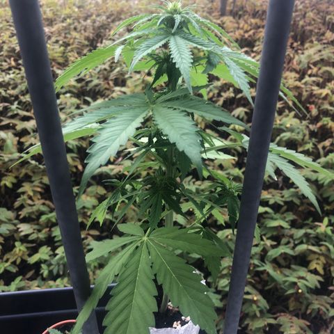 Automatic Jack growlog timeline photo