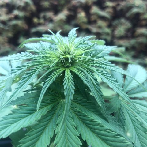 Automatic Jack growlog timeline photo