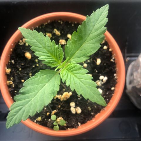 Moscow Blueberry growlog timeline photo