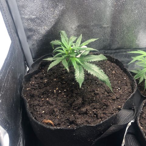 Candy Pave growlog timeline photo