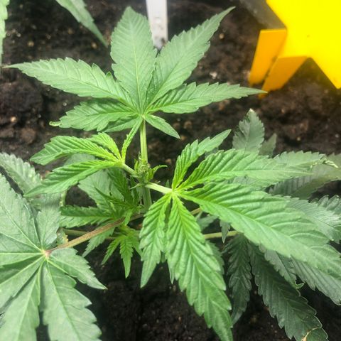 Baked in Paris growlog timeline photo