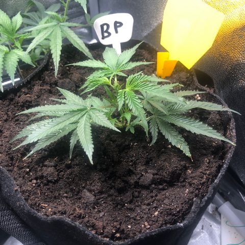 Baked in Paris growlog timeline photo