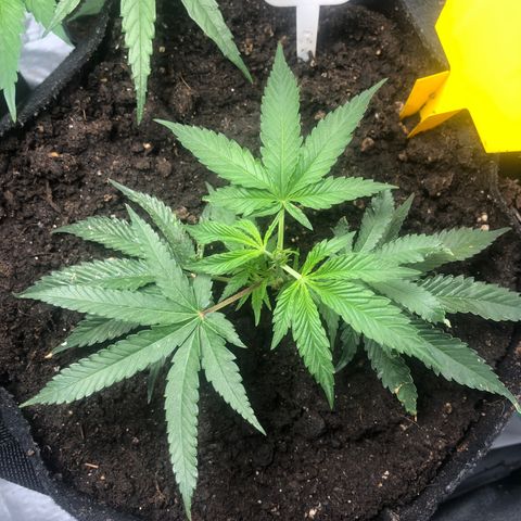 Baked in Paris growlog timeline photo