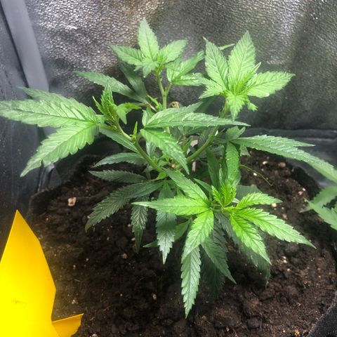 Candy Pave growlog timeline photo