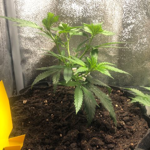 Candy Pave growlog timeline photo