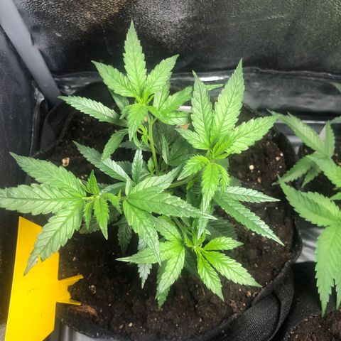 Candy Pave growlog timeline photo
