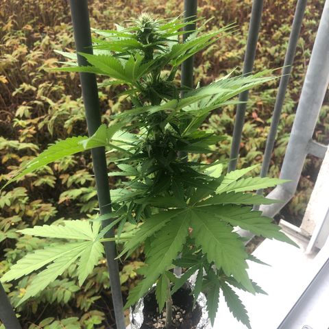Automatic Jack growlog timeline photo