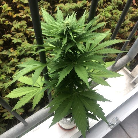 Automatic Jack growlog timeline photo