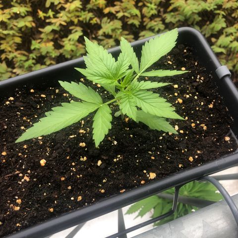 Moscow Blueberry growlog timeline photo