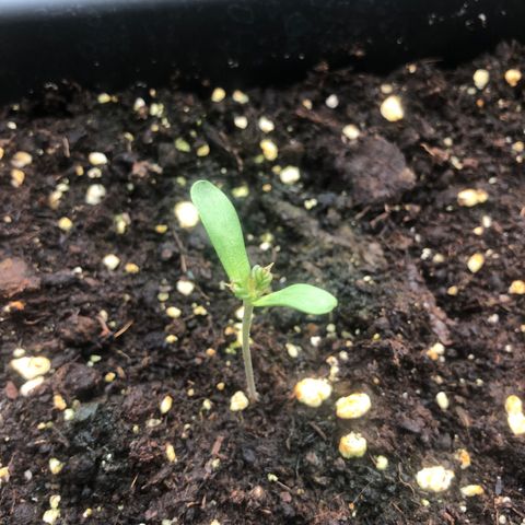 Moscow Blueberry growlog timeline photo