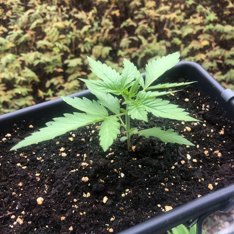 Moscow Blueberry growlog timeline photo