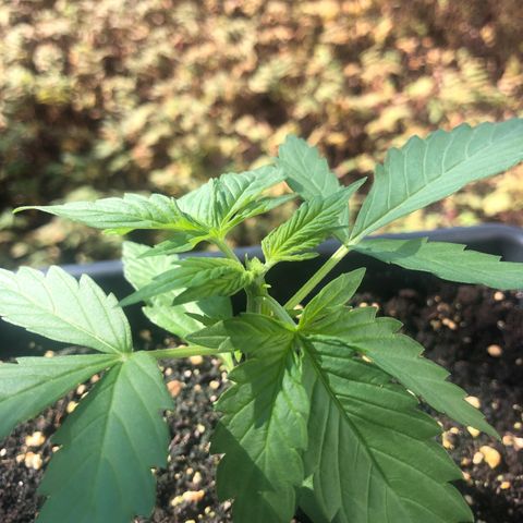 Moscow Blueberry growlog timeline photo