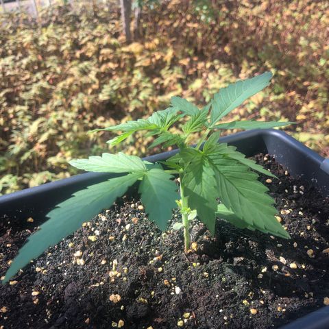 Moscow Blueberry growlog timeline photo