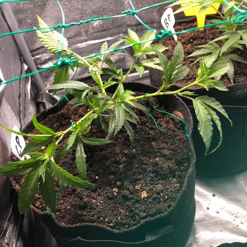 Candy Pave growlog timeline photo