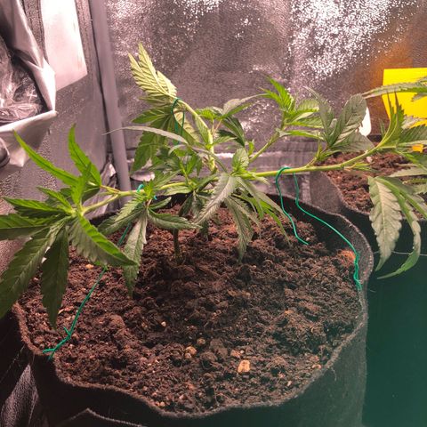 Candy Pave growlog timeline photo