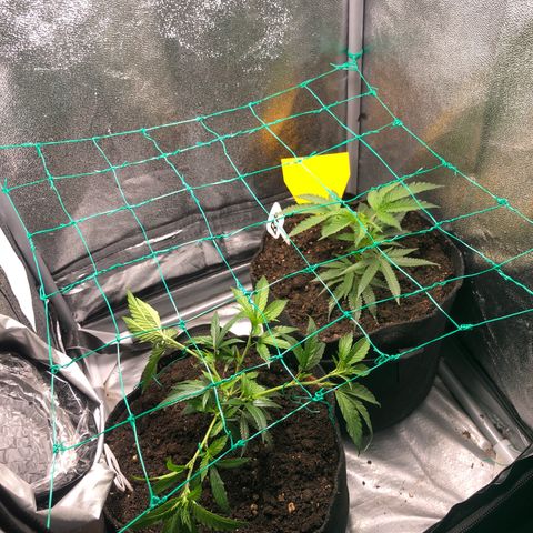 Candy Pave growlog timeline photo