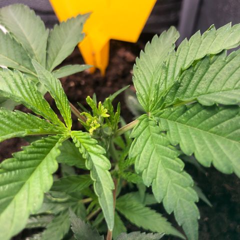 Baked in Paris growlog timeline photo