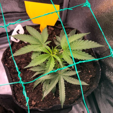 Baked in Paris growlog timeline photo