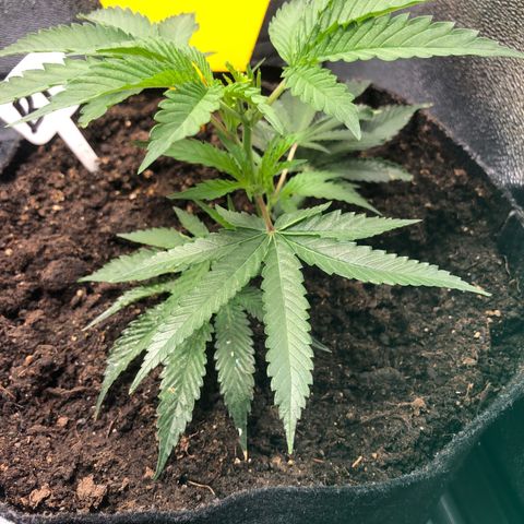 Baked in Paris growlog timeline photo