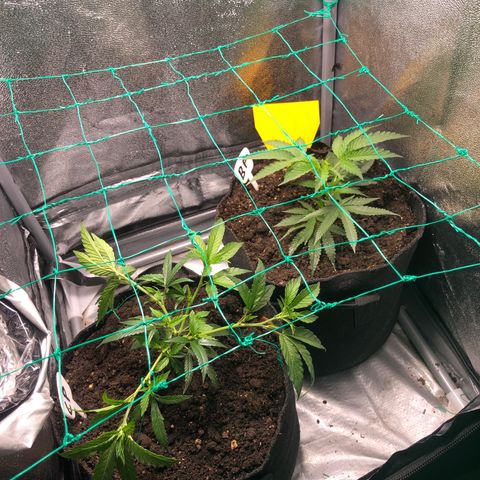 Baked in Paris growlog timeline photo