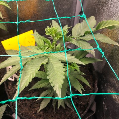 Baked in Paris growlog timeline photo