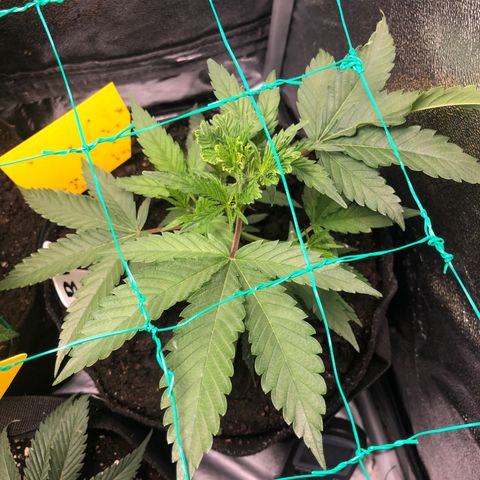 Baked in Paris growlog timeline photo