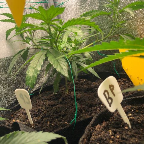 Candy Pave growlog timeline photo