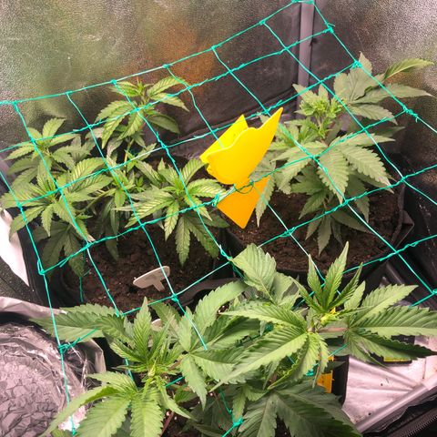 Candy Pave growlog timeline photo