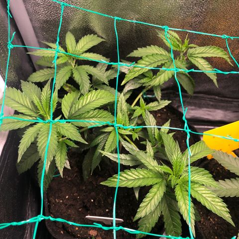 Candy Pave growlog timeline photo