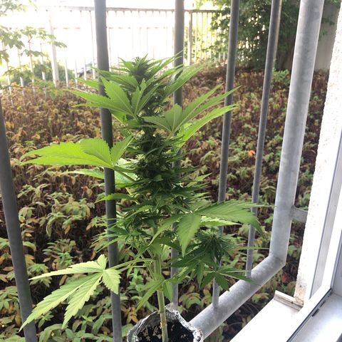 Automatic Jack growlog timeline photo