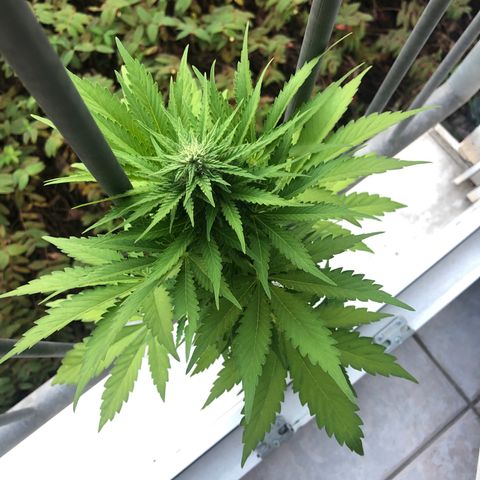 Automatic Jack growlog timeline photo