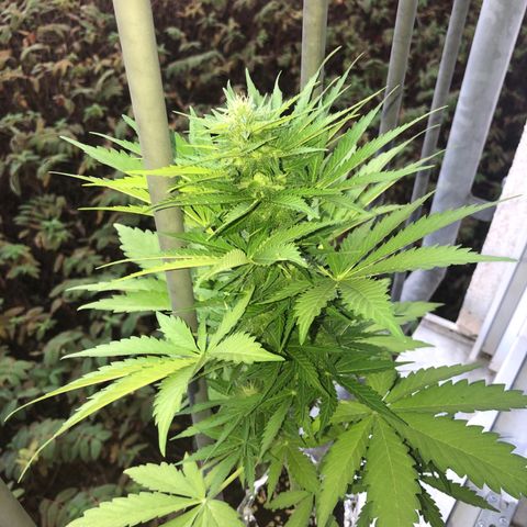 Automatic Jack growlog timeline photo