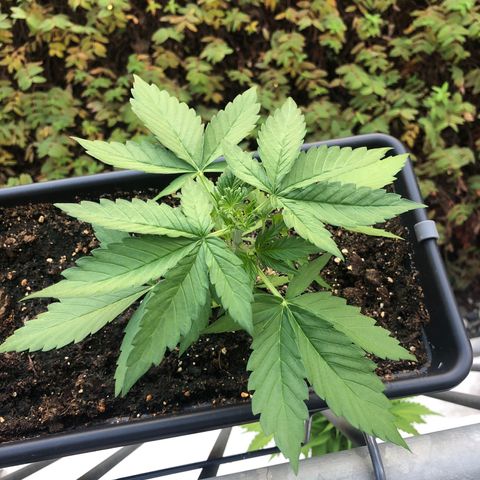 Moscow Blueberry growlog timeline photo