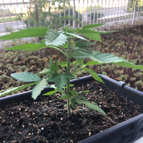 Moscow Blueberry growlog timeline photo