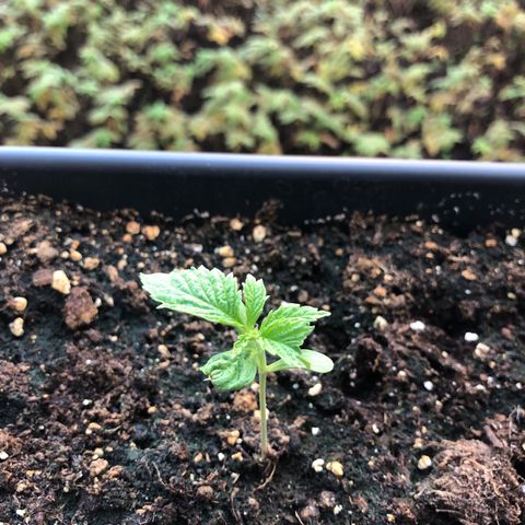 Moscow Blueberry growlog timeline photo