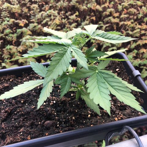 Moscow Blueberry growlog timeline photo