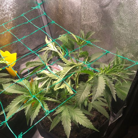 Baked in Paris growlog timeline photo
