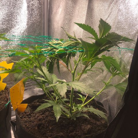 Baked in Paris growlog timeline photo