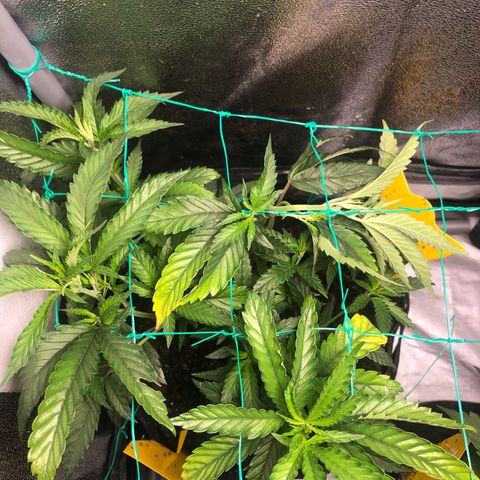 Candy Pave growlog timeline photo