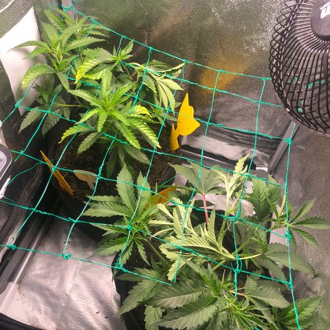 Candy Pave growlog timeline photo