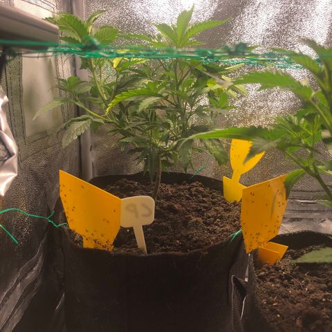 Candy Pave growlog timeline photo
