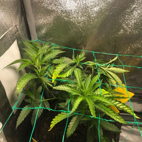 Candy Pave growlog timeline photo
